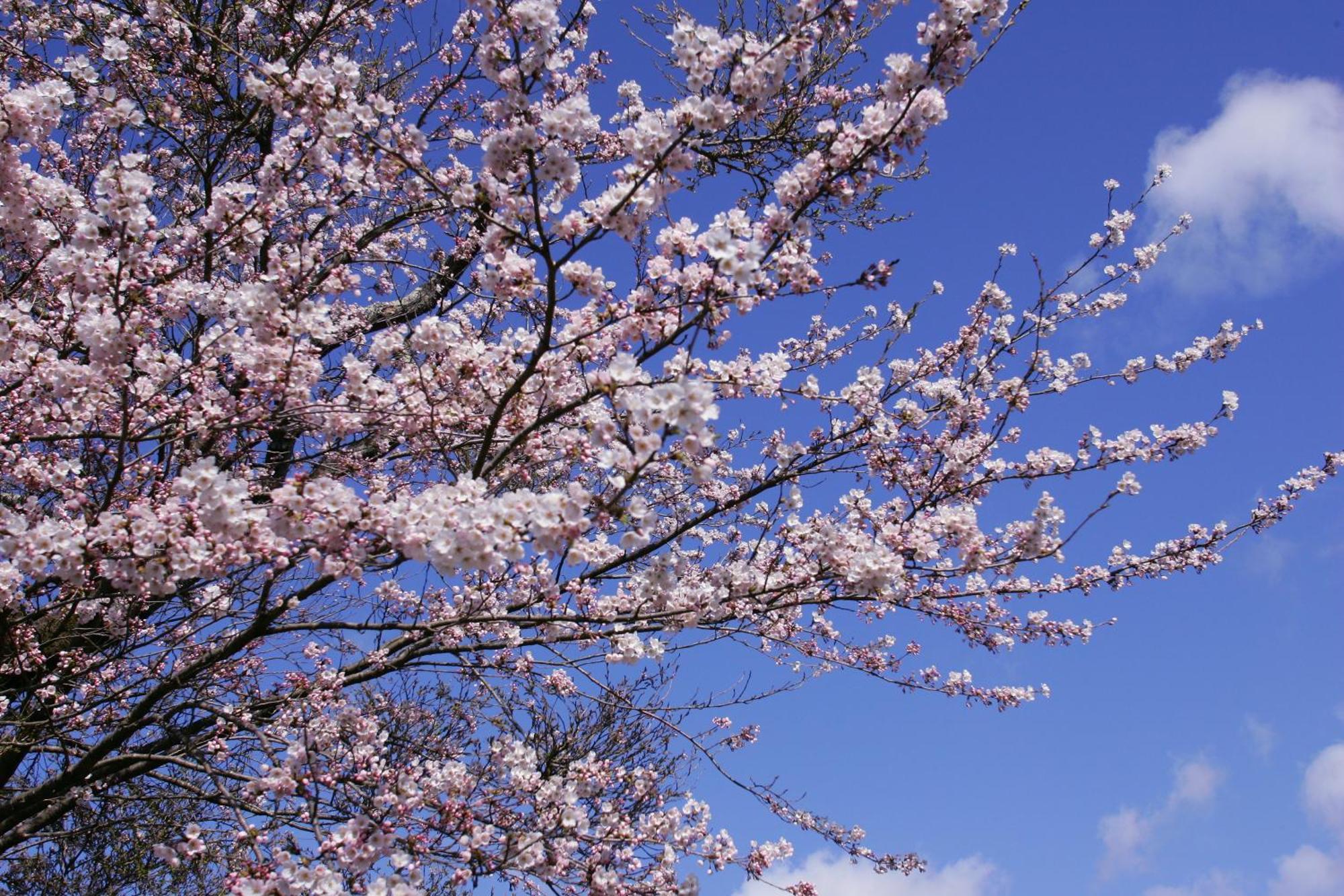 Sakan Sendai Buitenkant foto
